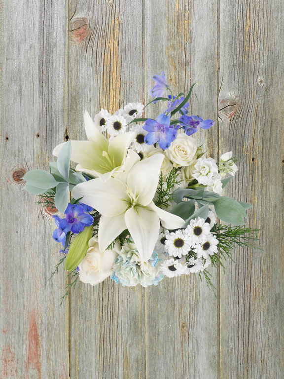 ARCTIC DREAMS - 14 STEM